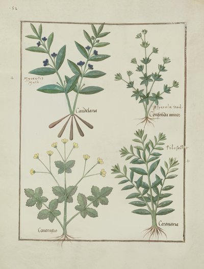 Illustration from the Book of Simple Medicines by Mattheaus Platearius by Robinet Testard